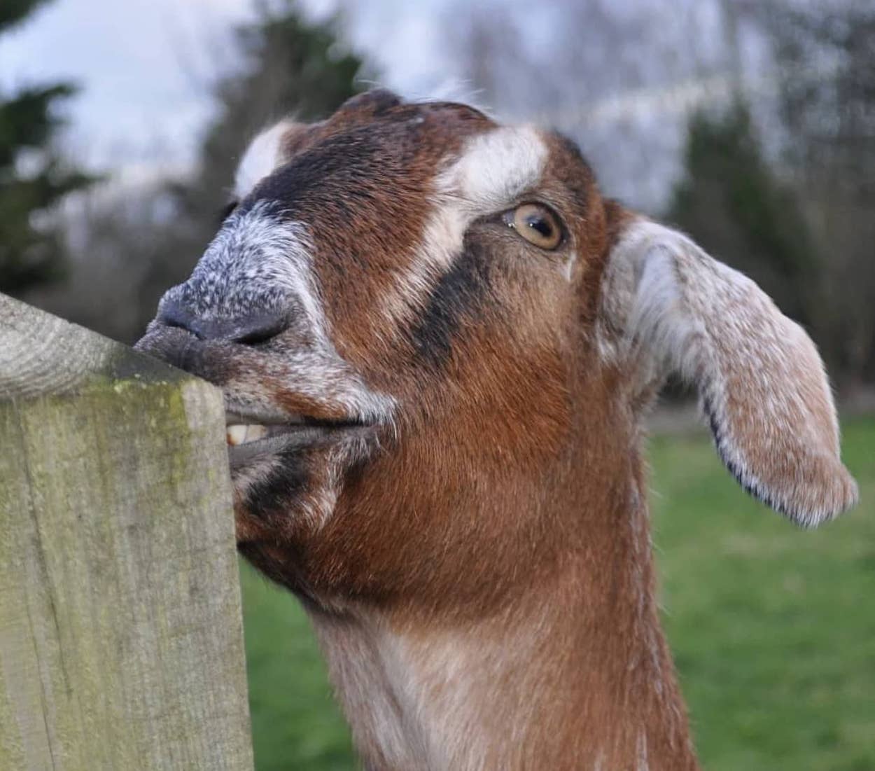 picture of a goat