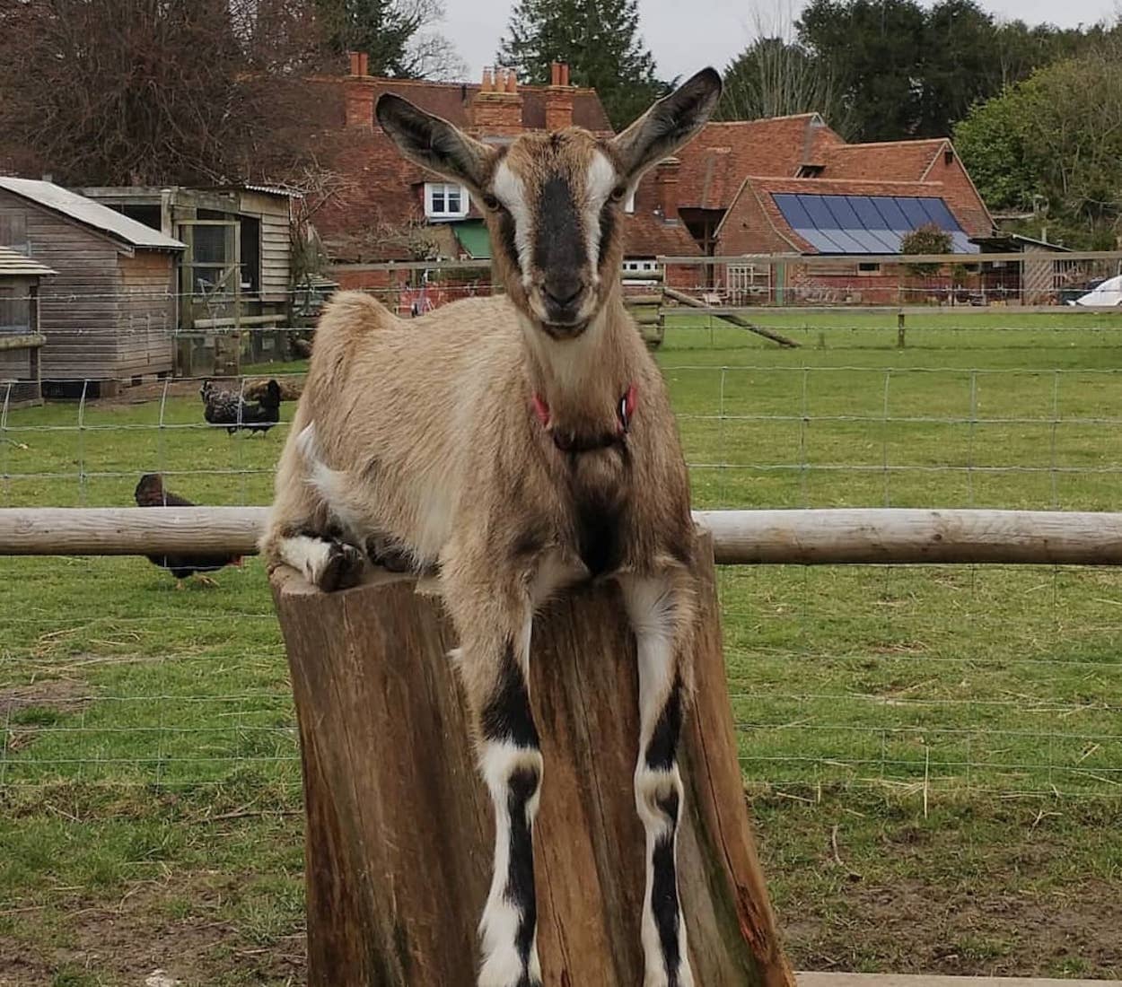 picture of a goat